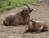 The roan antelope (Hippotragus equinus)