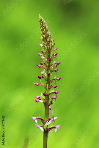 Gymnadenia conopsea, commonly known as the fragrant orchid with green background