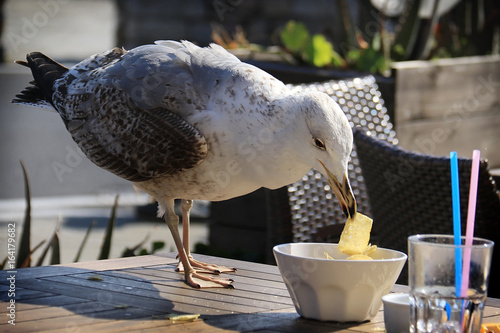 Seagull Eating Potato Chips