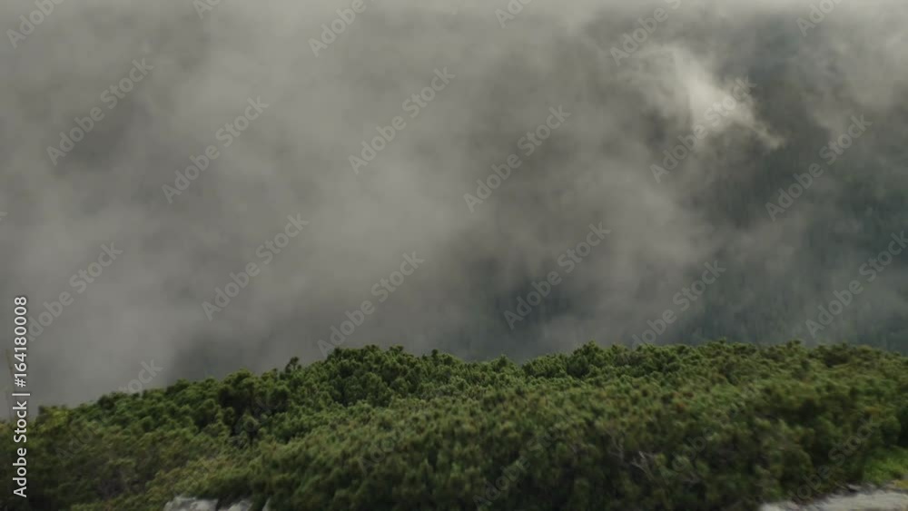 spruce with cones in mountain top on background of a rapidly running clouds. smooth movement spruce with cones in mountain top on background of a rapidly running clouds. smooth movement