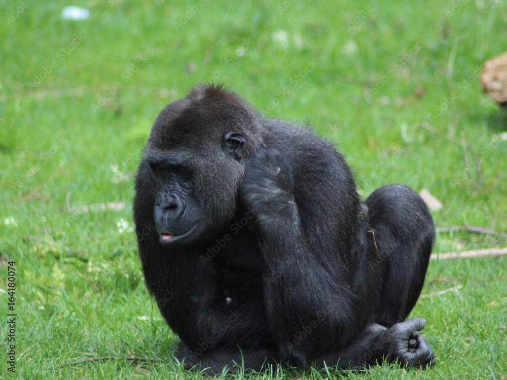 Obraz premium The western gorilla (Gorilla gorilla)