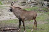 The roan antelope (Hippotragus equinus)