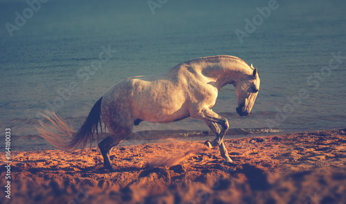 Fototapeta Naklejka Na Ścianę i Meble -  Dapple-grey horse runs on the beach on the sea background