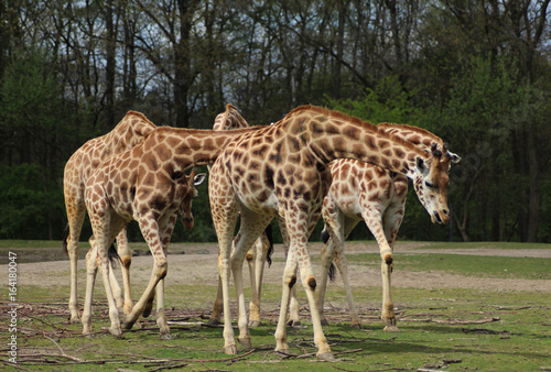 The Rothschild s giraffe  Giraffa camelopardalis rothschildi 