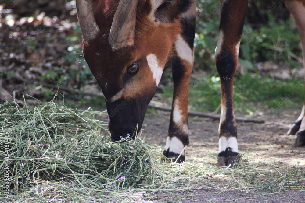 Fototapeta premium The bongo (Tragelaphus eurycerus)