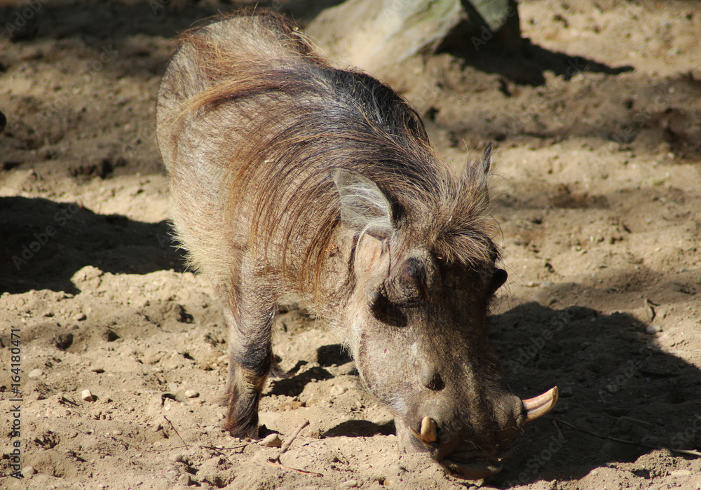 The common warthog (Phacochoerus africanus) The common warthog (Phacochoerus africanus)