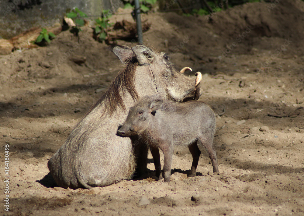 The common warthog (Phacochoerus africanus) The common warthog (Phacochoerus africanus)