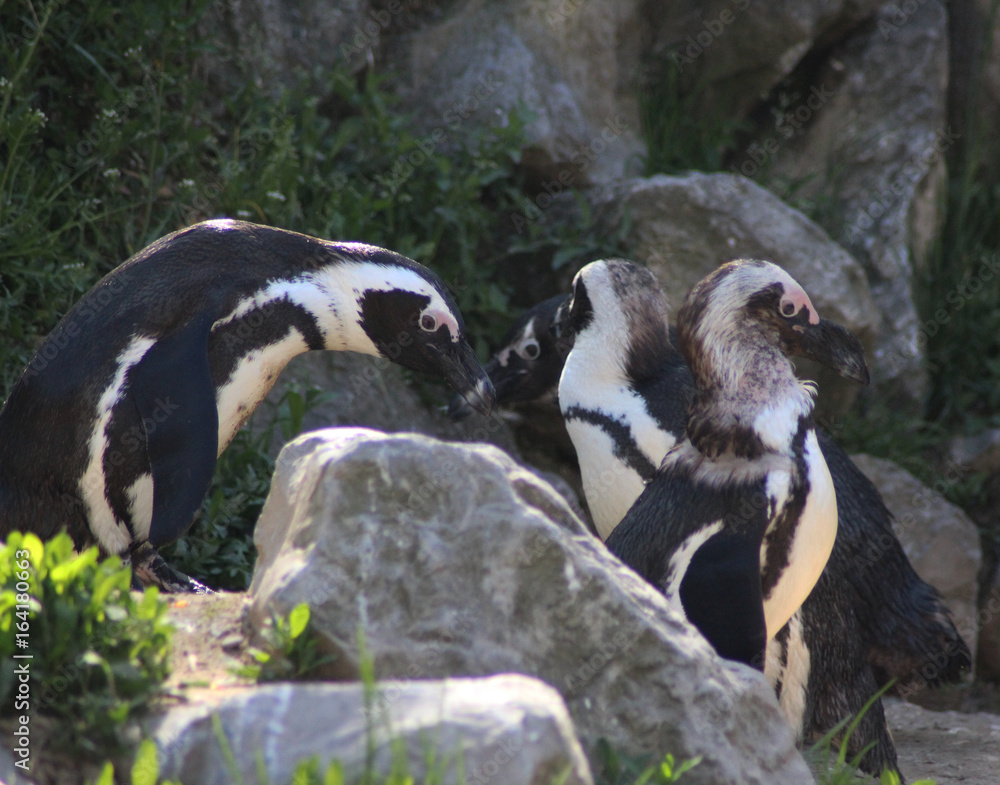 Fototapeta premium Group Humboldt penguin (Spheniscus humboldti) 