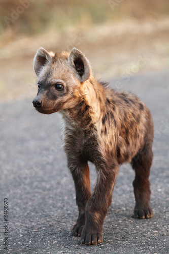 The spotted hyena  Crocuta crocuta  young hyena on the road