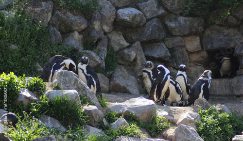 Group Humboldt penguin (Spheniscus humboldti)  © Michael Meijer