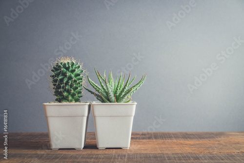 succulents or cactus in pots with filter effect retro vintage style