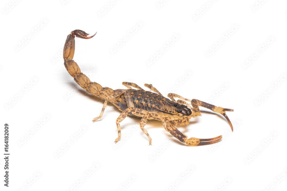 A tiny brown scorpion isolated on white background A tiny brown scorpion isolated on white background