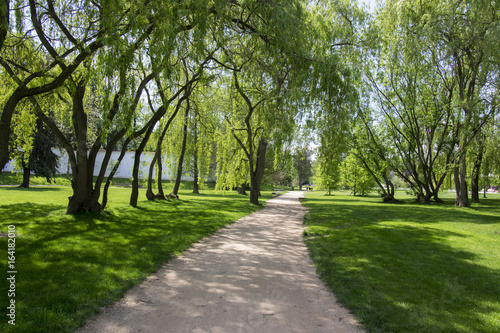 Public park in summer time, greenery, path throw and bench, sunny, blue sky