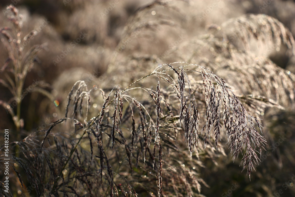 Cereal grasses in dew./Runaways of a cereal grass are covered by small drops of dew. Under weight of water runaways were bent. Water drops sparkle in rising sun beams. Cereal grasses in dew./Runaways of a cereal grass are covered by small drops of dew. Under weight of water runaways were bent. Water drops sparkle in rising sun beams.