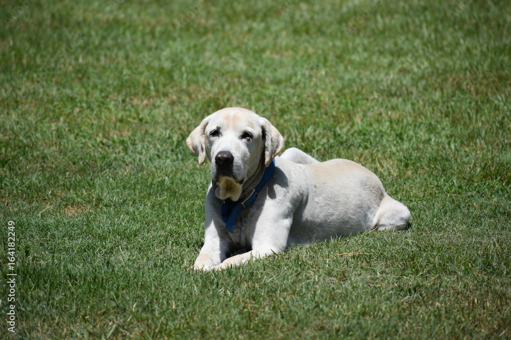 Labrador retriever laying in grass 