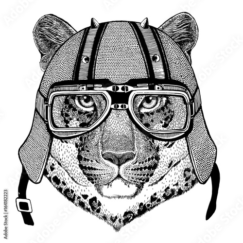 Wild cat Leopard Cat-o'-mountain Panther wearing biker helmet Animal with motorcycle leather helmet Vintage helmet for bikers Aviator helmet photo