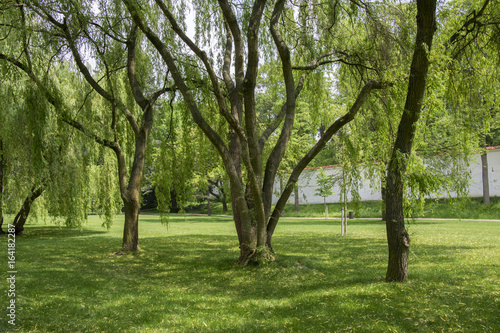 Public park in summer time, in the shadow of willow tree