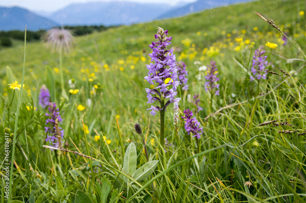 Gymnadenia conopsea in bloom, italian alpine orchid Gymnadenia conopsea in bloom, italian alpine orchid