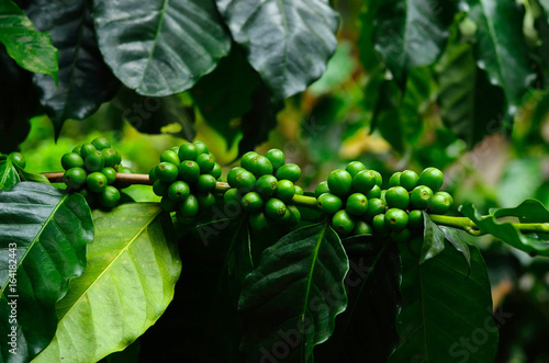Green coffee beans on tree