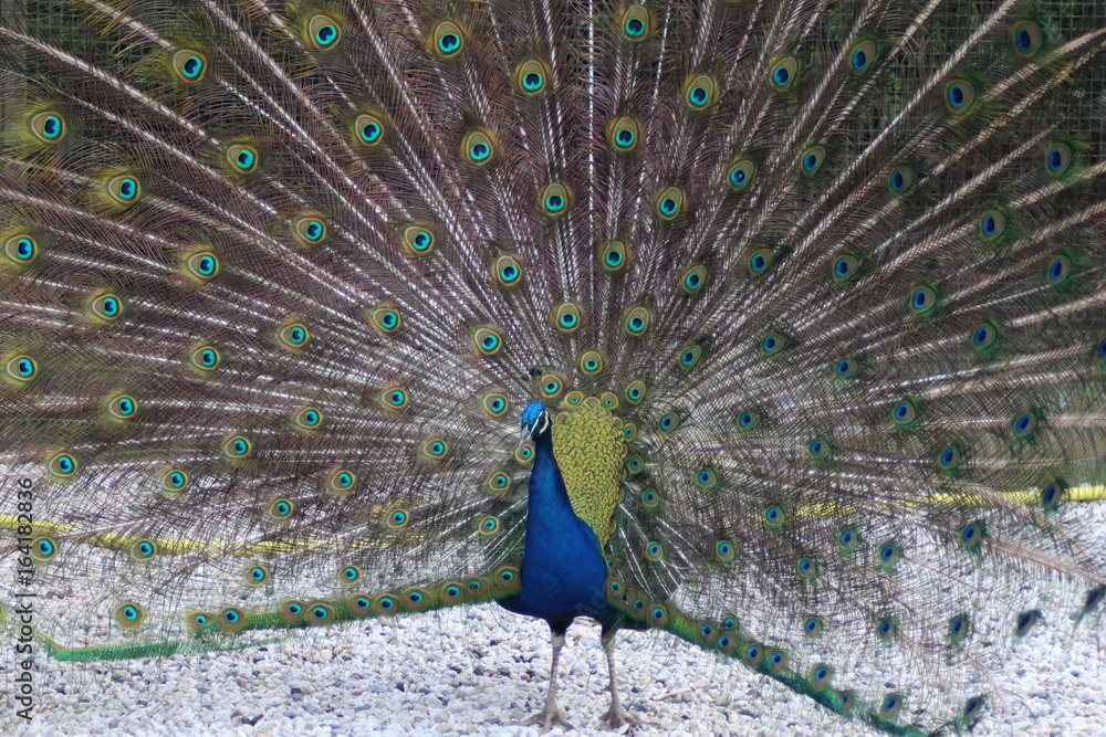 Fototapeta premium Blue peacock 