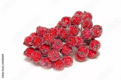 Red Holly  berries.Christmas decoration isolated