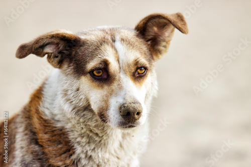 Canvas Print portrait of mongrel stray dog
