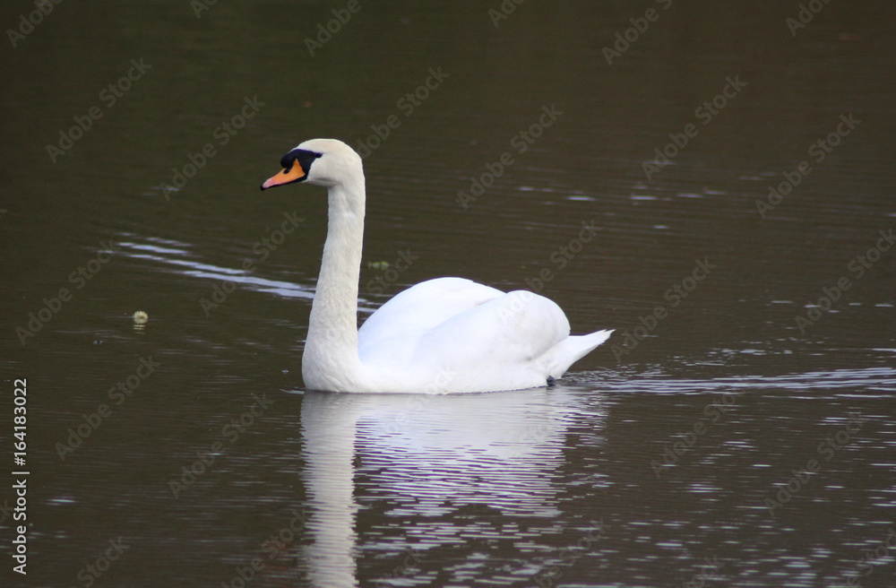 The mute swan (Cygnus olor) The mute swan (Cygnus olor)
