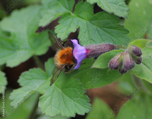 Bombus terrestris	 photo