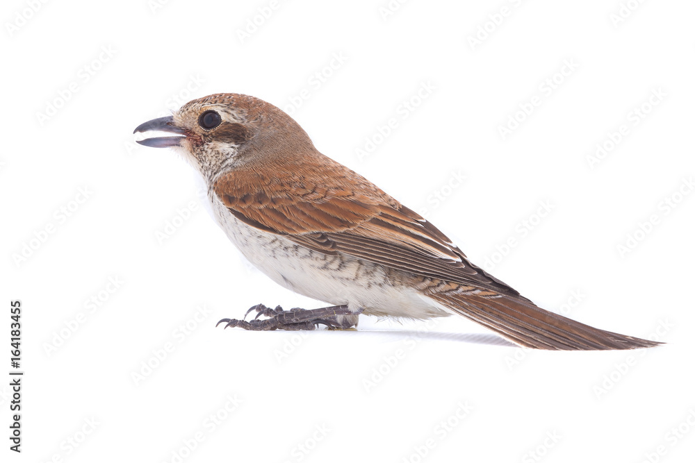 Fototapeta premium Rufous-tailed shrike