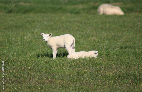 Dutch milk sheep (Ovis aries)