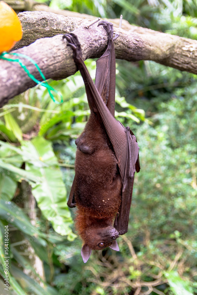 Close Up View of Flying Fox Eating Fruit While Hanging On Branch Close Up View of Flying Fox Eating Fruit While Hanging On Branch