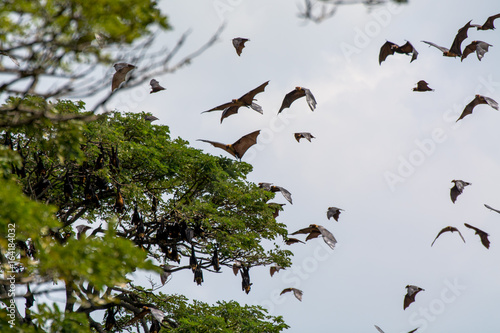 Low Angle View of Large Group of Flying Foxes in the Wild