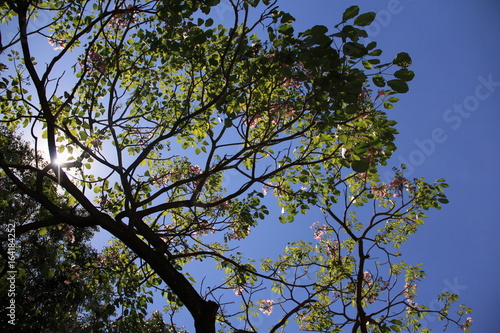 Árvore e céu
