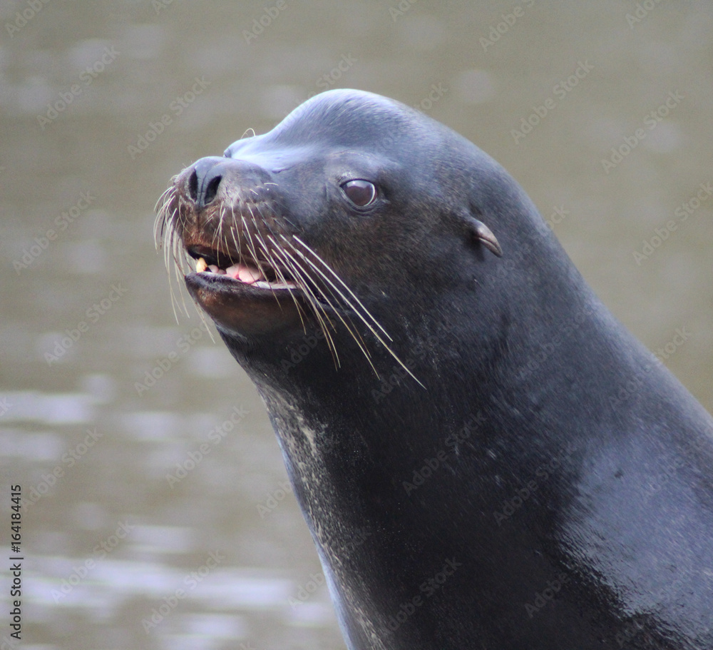 Obraz premium California sea lion