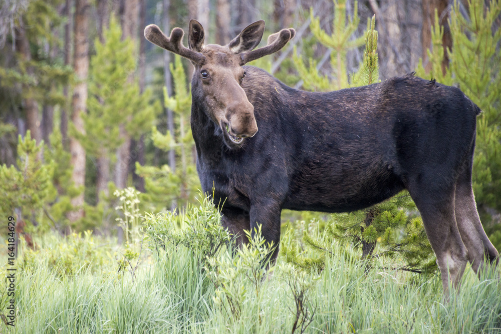 closeup Buck Moose forest Rocky National Park closeup Buck Moose forest Rocky National Park