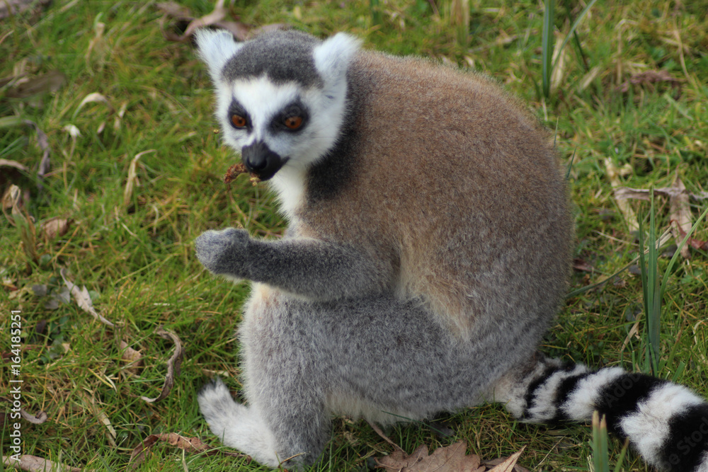 Fototapeta premium The ring-tailed lemur (Lemur catta)