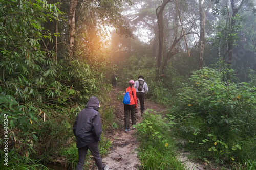 Group of hikers who walk through the dense tropical forest in the mountains.