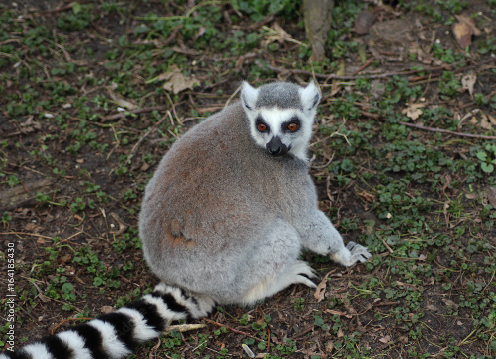 Fototapeta premium The ring-tailed lemur (Lemur catta)