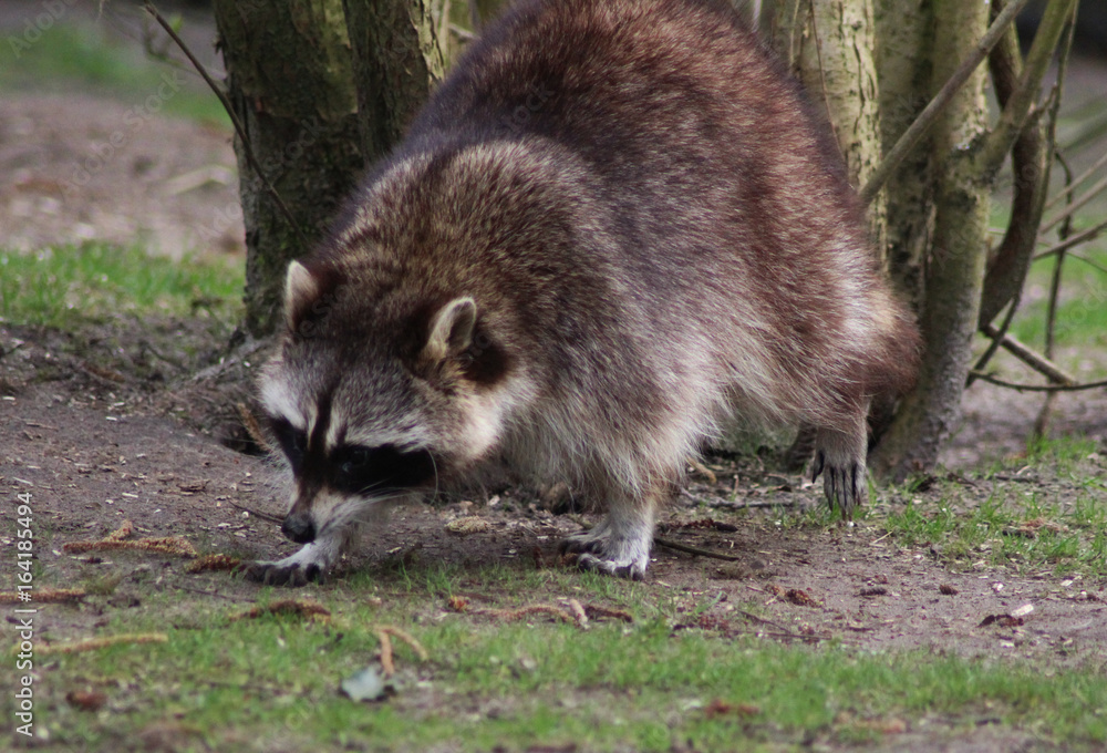 Fototapeta premium raccoon (Procyon lotor)