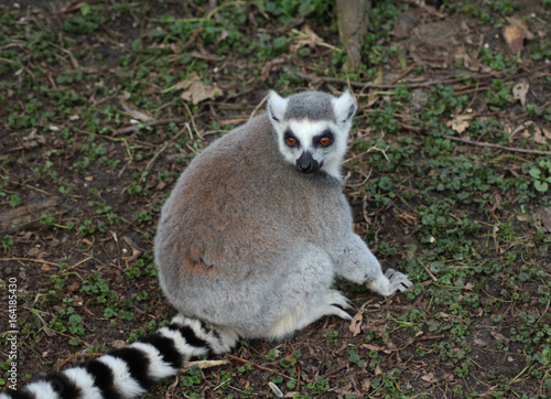 The ring-tailed lemur (Lemur catta)