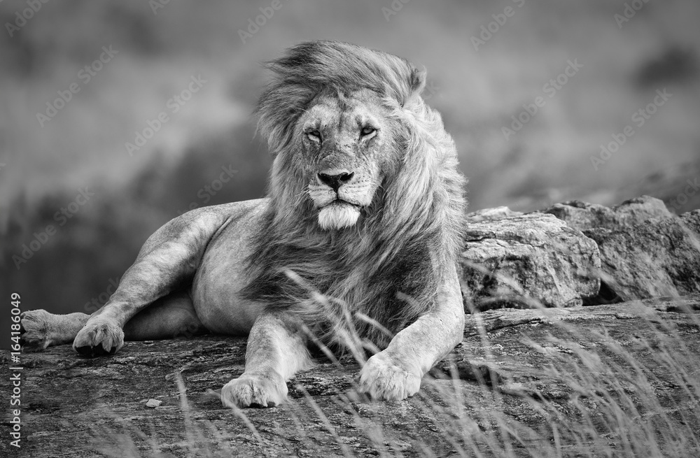 Fototapeta premium Możny i piękny lew odpoczywa w Afrykańskiej sawannie, czarny i biały