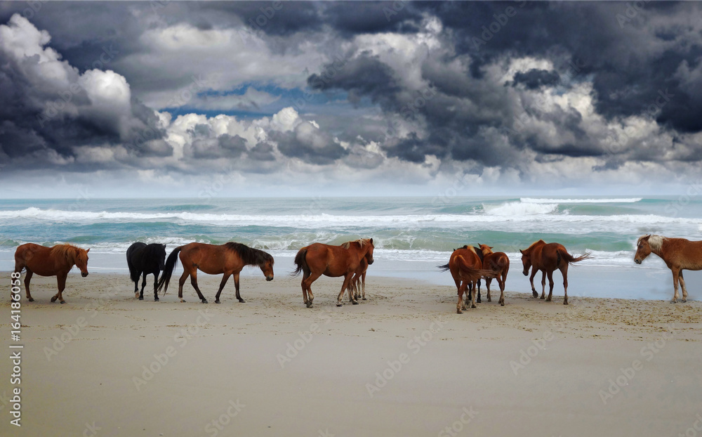 Wild Corolla horses Wild Corolla horses
