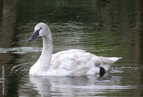 Canvastavla The trumpeter swan (Cygnus buccinator)