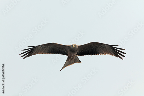 Flying eagle close-up  isolated