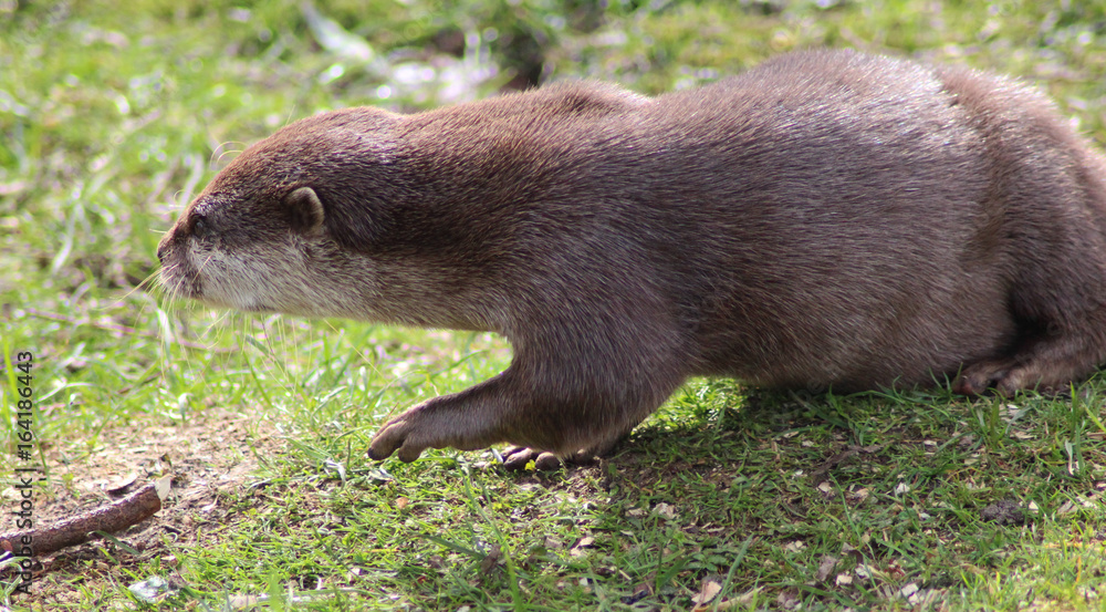 Asian Small clawed otter Asian Small clawed otter