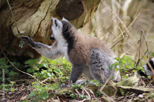 The ring-tailed lemur (Lemur catta) © Michael Meijer