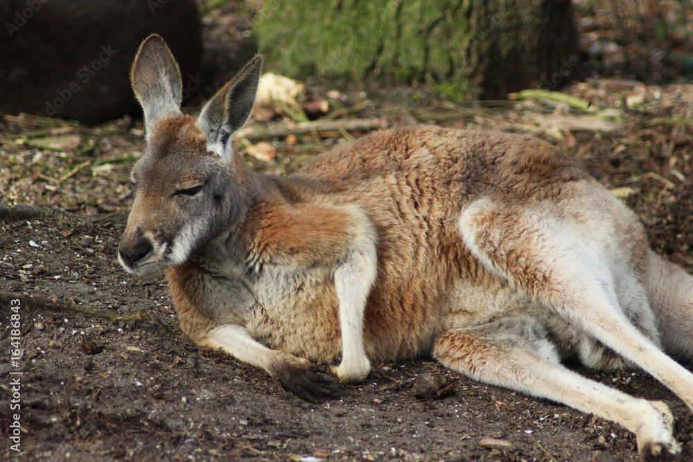 Red kangaroo (Macropus rufus)