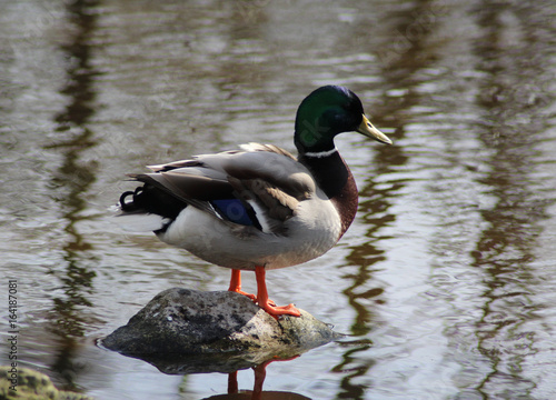 The mallard or wild duck (Anas platyrhynchos)  photo