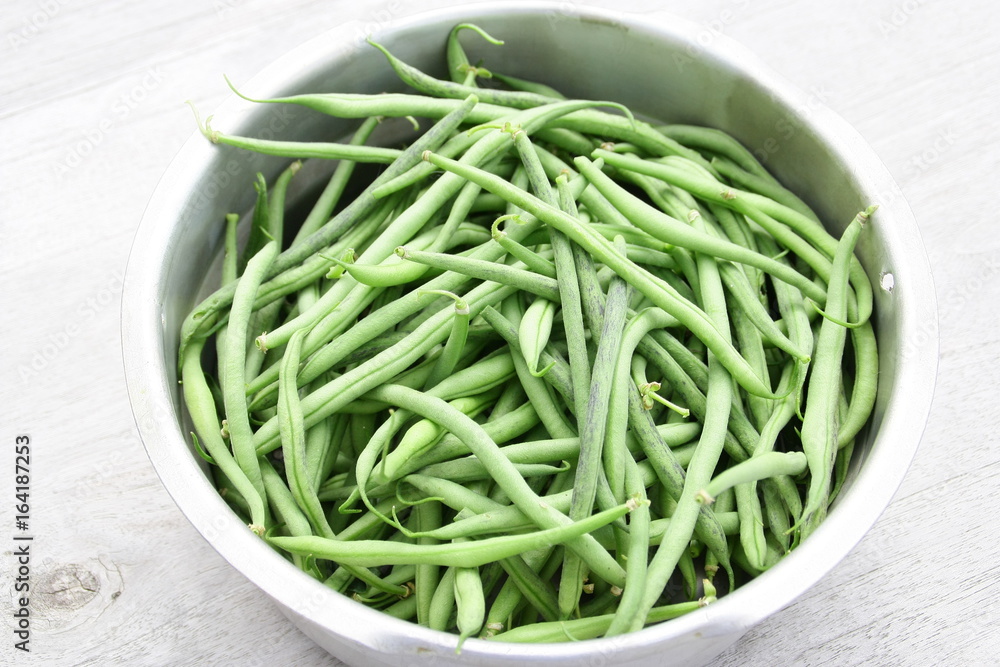 récolte d'haricots verts du jardin bio,en été récolte d'haricots verts du jardin bio,en été