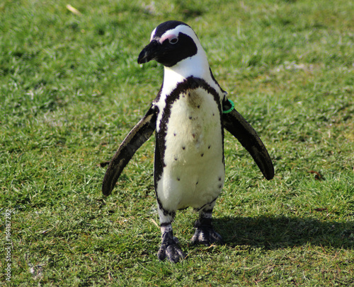 The African penguin (Spheniscus demersus) photo